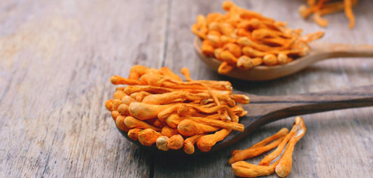 5 Amazing Benefits of Cordyceps Mushroom Extract