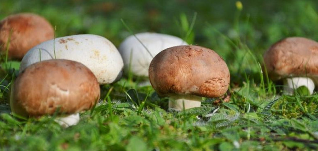 Agaricus blazei - The Missing Link to High Energy & Anti-Ageing