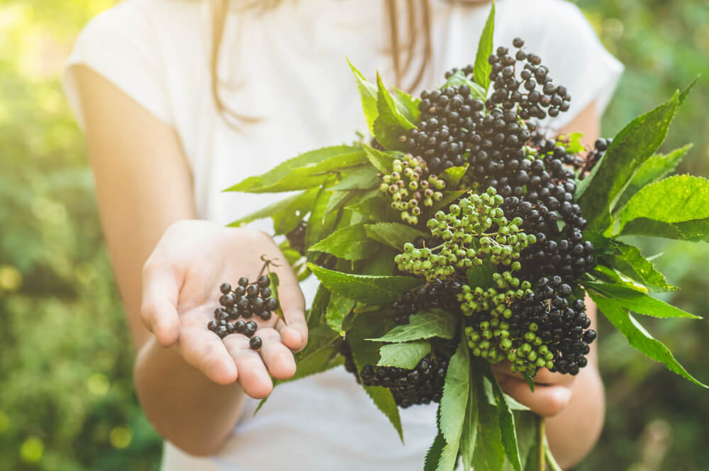 Key Elderberry Benefits: Nature's Immunity Booster