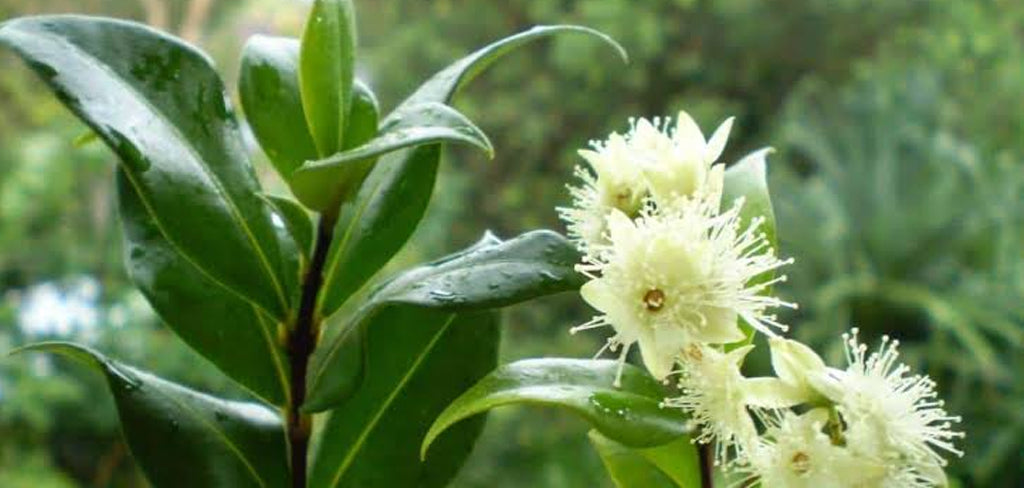 Lemon Myrtle Tincture is Ready, Get in fast, Limited Stock.