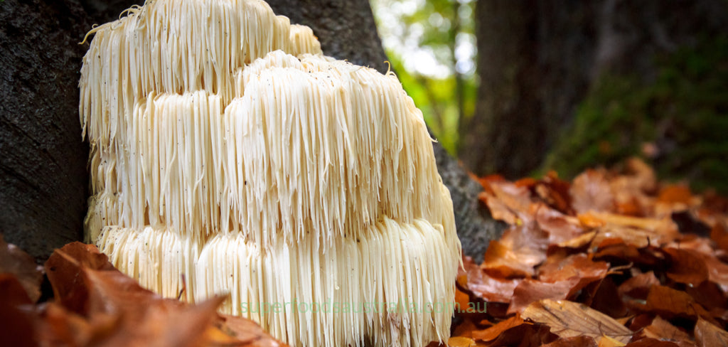 Lion’s Mane Mushroom Extract: A Superfood with a Regal Set of Health Benefits