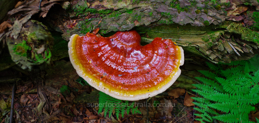 Reishi Mushroom - 4 Benefits of the Elixir of Immortality