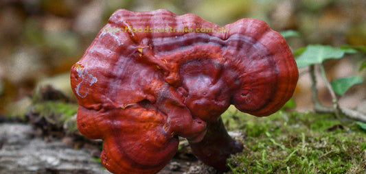 Is Reishi Mushroom Spore Powder the Secret to Immortality? The Chinese Think So!