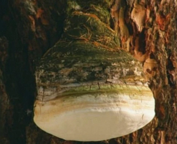 Don't Miss Out on Agaricon Mushrooms and Its Health Benefits