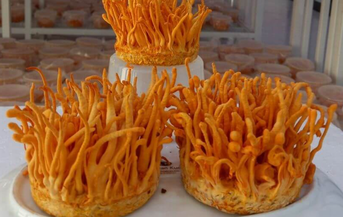 14 Exotic Superfoods Everyone Must Try