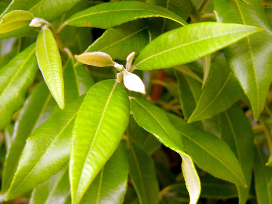 10 Remarkable Health Benefits Of Lemon Myrtle
