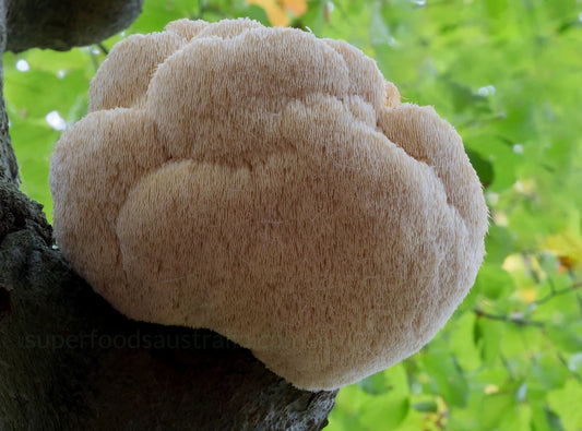 Lion’s Mane Mushroom: Origins, Health Benefits and Recipes
