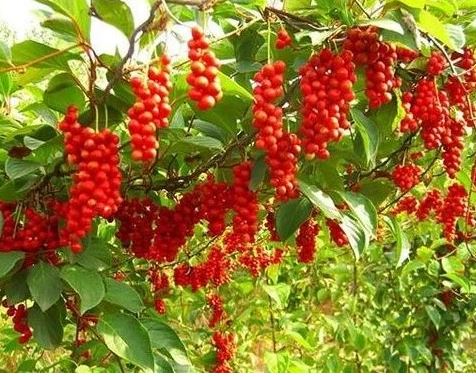 The Benefits of Schisandra Berry Extract