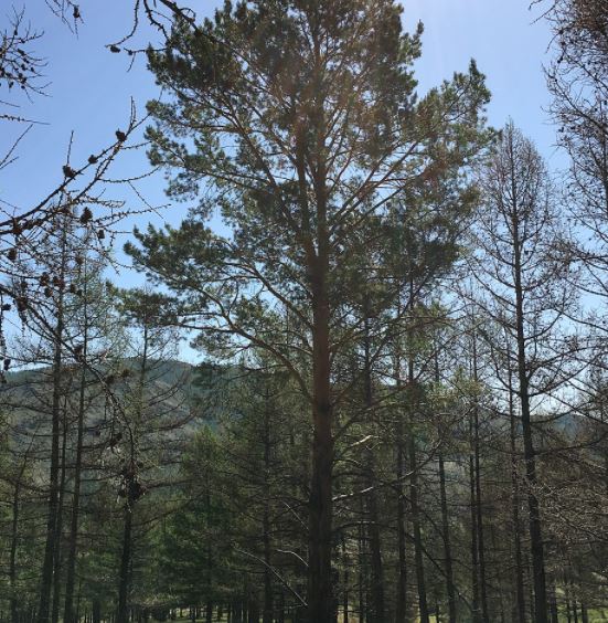 Why a Cup of Pine Needle Tea is What You Should be Drinking Next