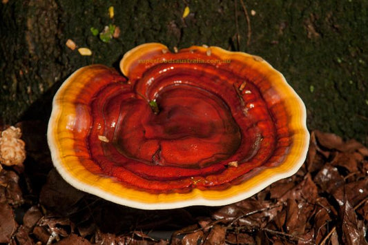 5 Superfood Mushrooms to Include in Your Stash