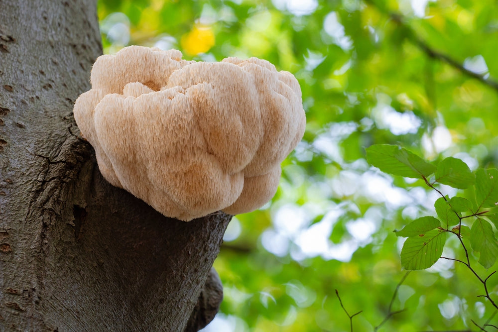 5 FAQs About Lion's Mane Mushroom