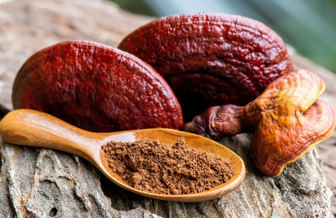How Reishi Mushroom Could Help You to Relax
