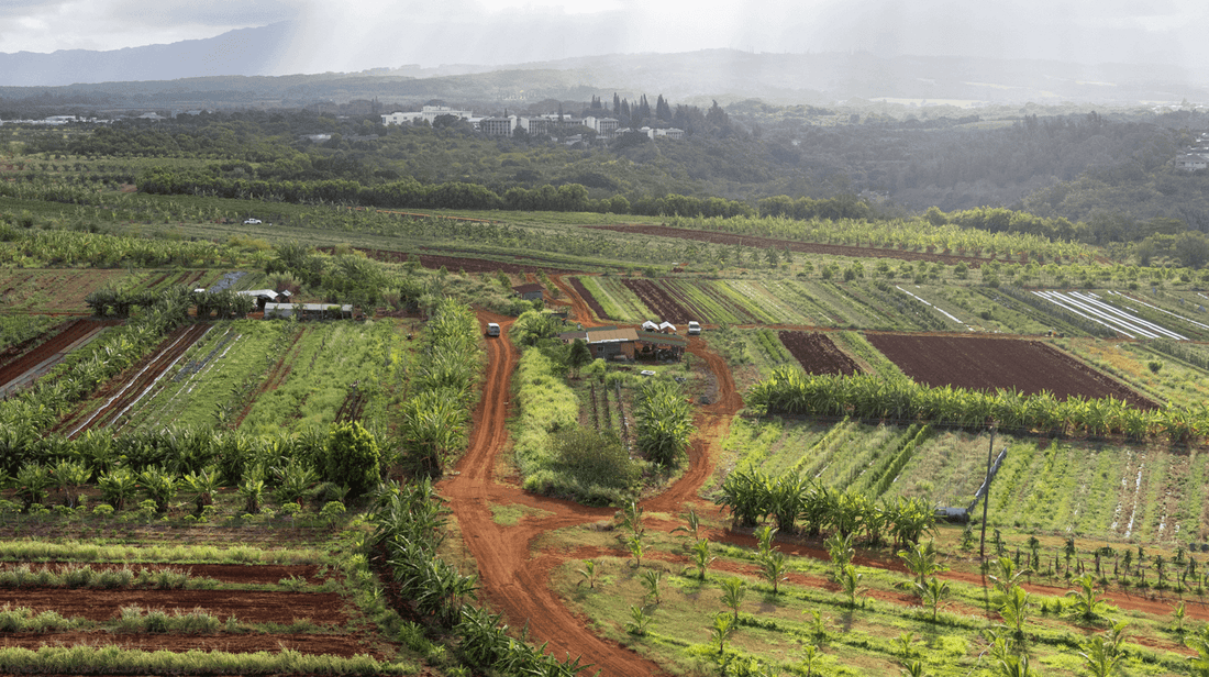 Nurturing Health and Planet through Sustainable Superfood Sourcing