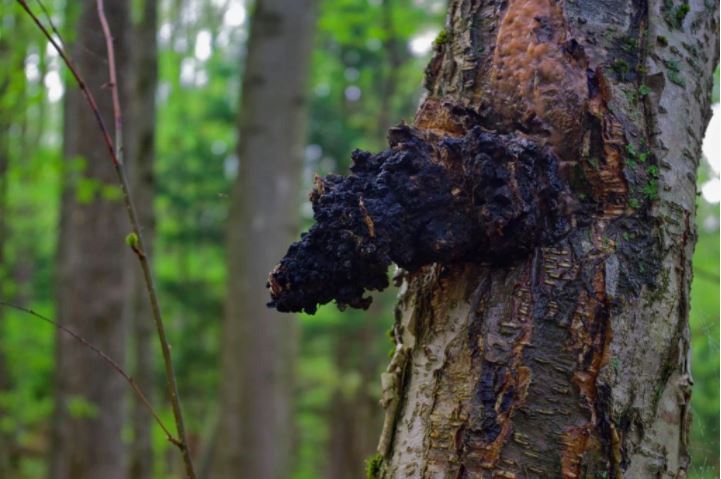 Delicious Ways to Use Chaga Powder
