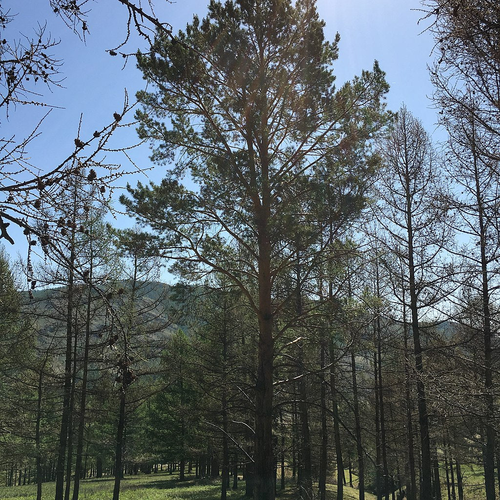 Pine Needle Tea