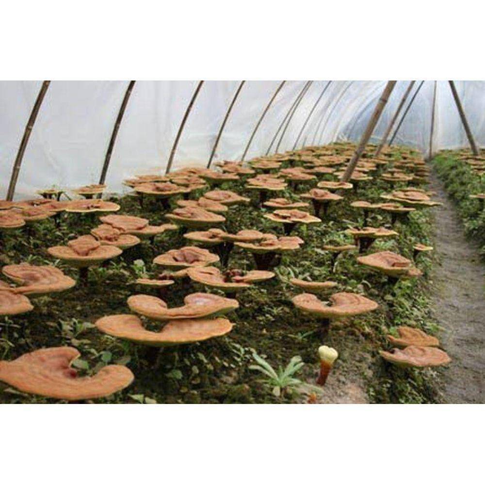 Maitake Mushroom 10:1 Extract Powder 100g
