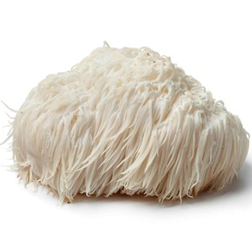 Australian Grown Lion's Mane Fruit Body
