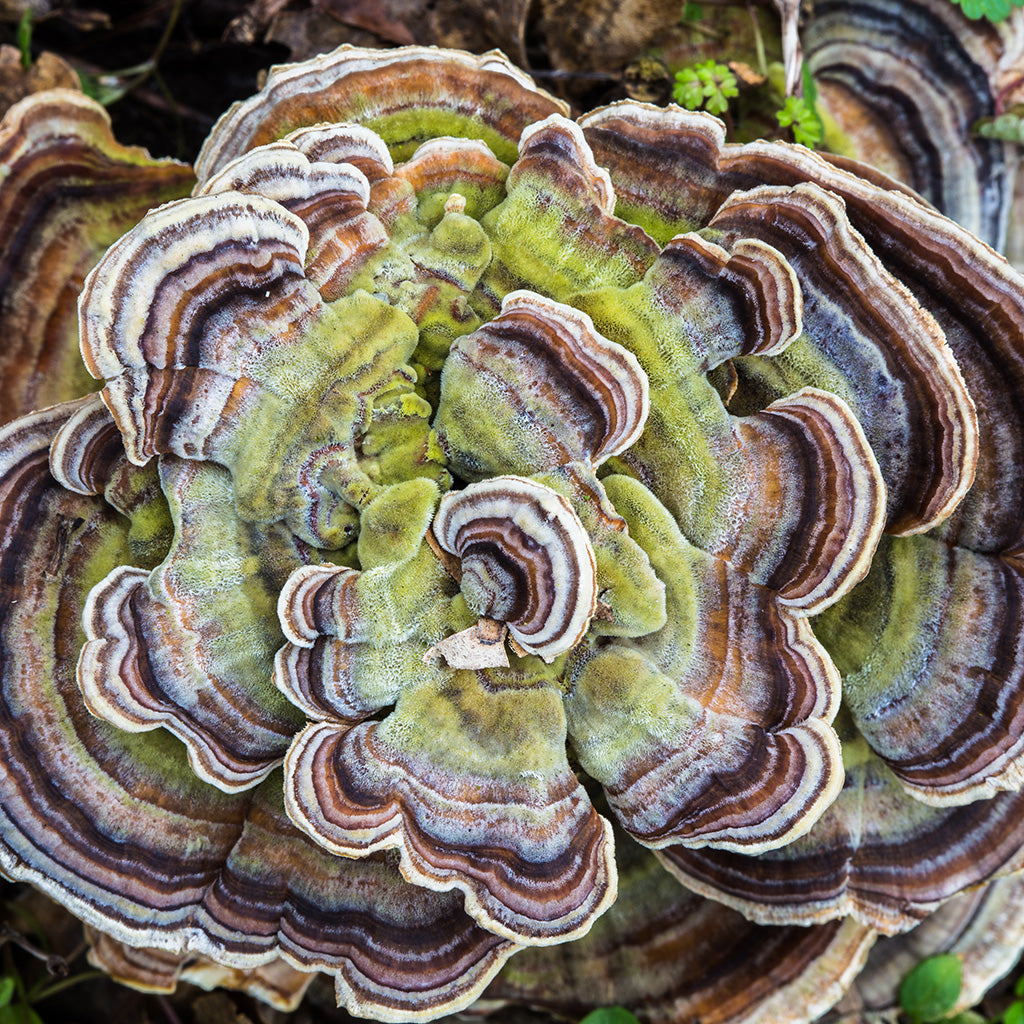 Australian Grown Turkey Tail Mushroom