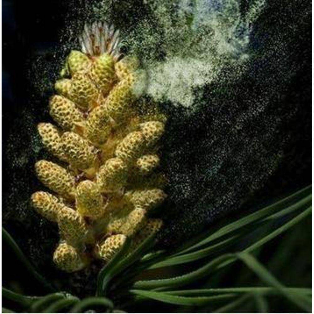 Pine Pollen Powder Cracked Cell Wall Capsules