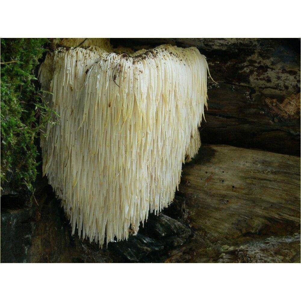 Lion's mane 13:1 Extract 100 Caps