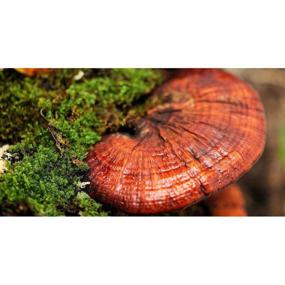 Reishi Mushroom Extract 10:1 