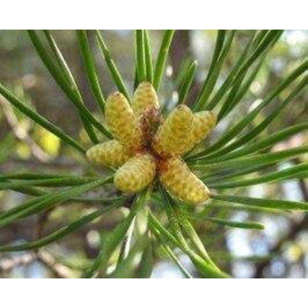 Pine Pollen Extract Powder 20:1