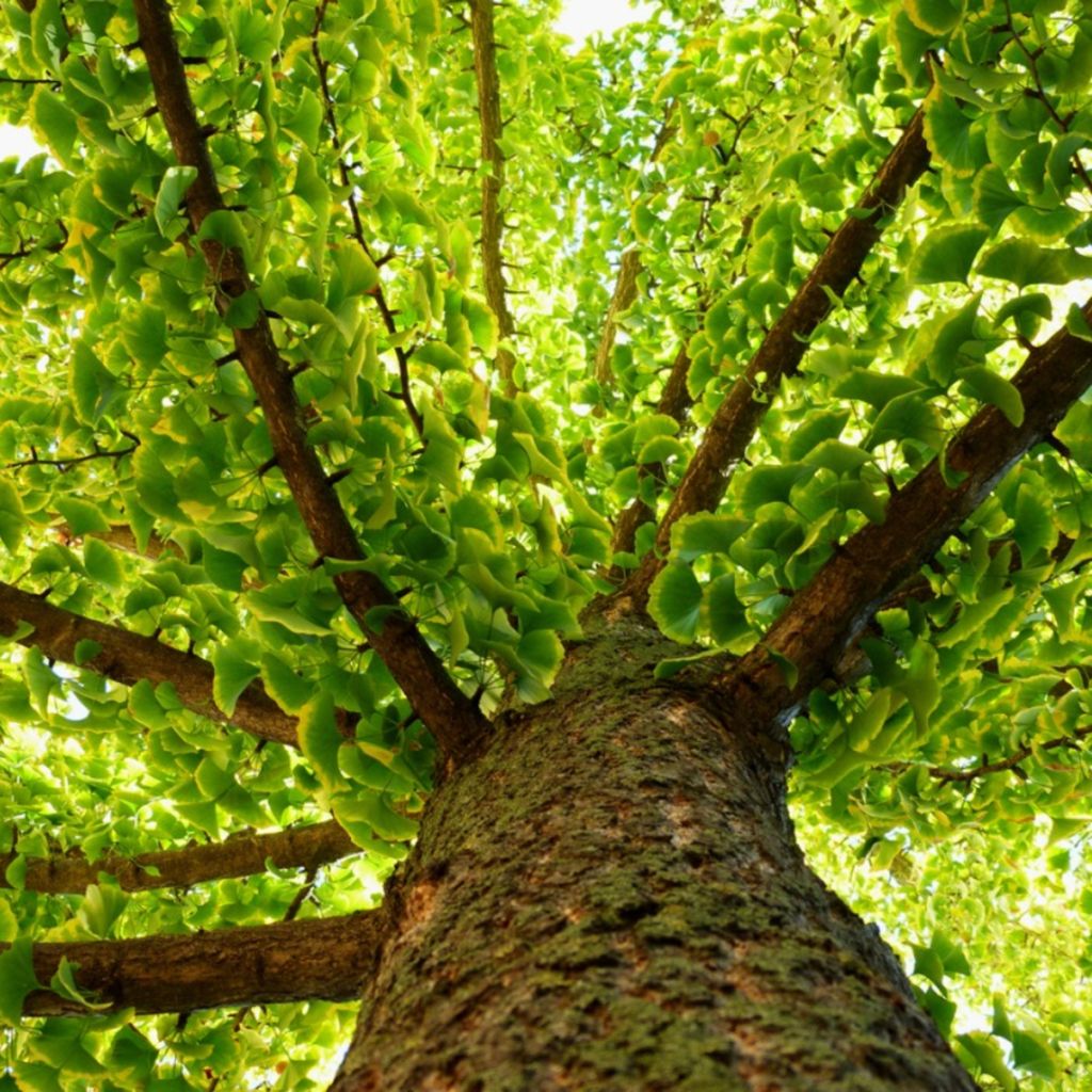 Ginkgo Biloba Extract