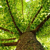 Ginkgo Biloba Extract