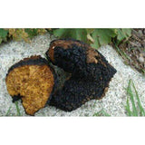 Chaga Mushroom Raw Powder