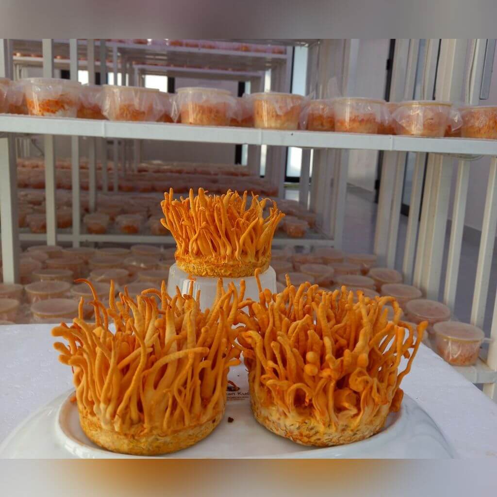 Whole Cordyceps Mushroom
