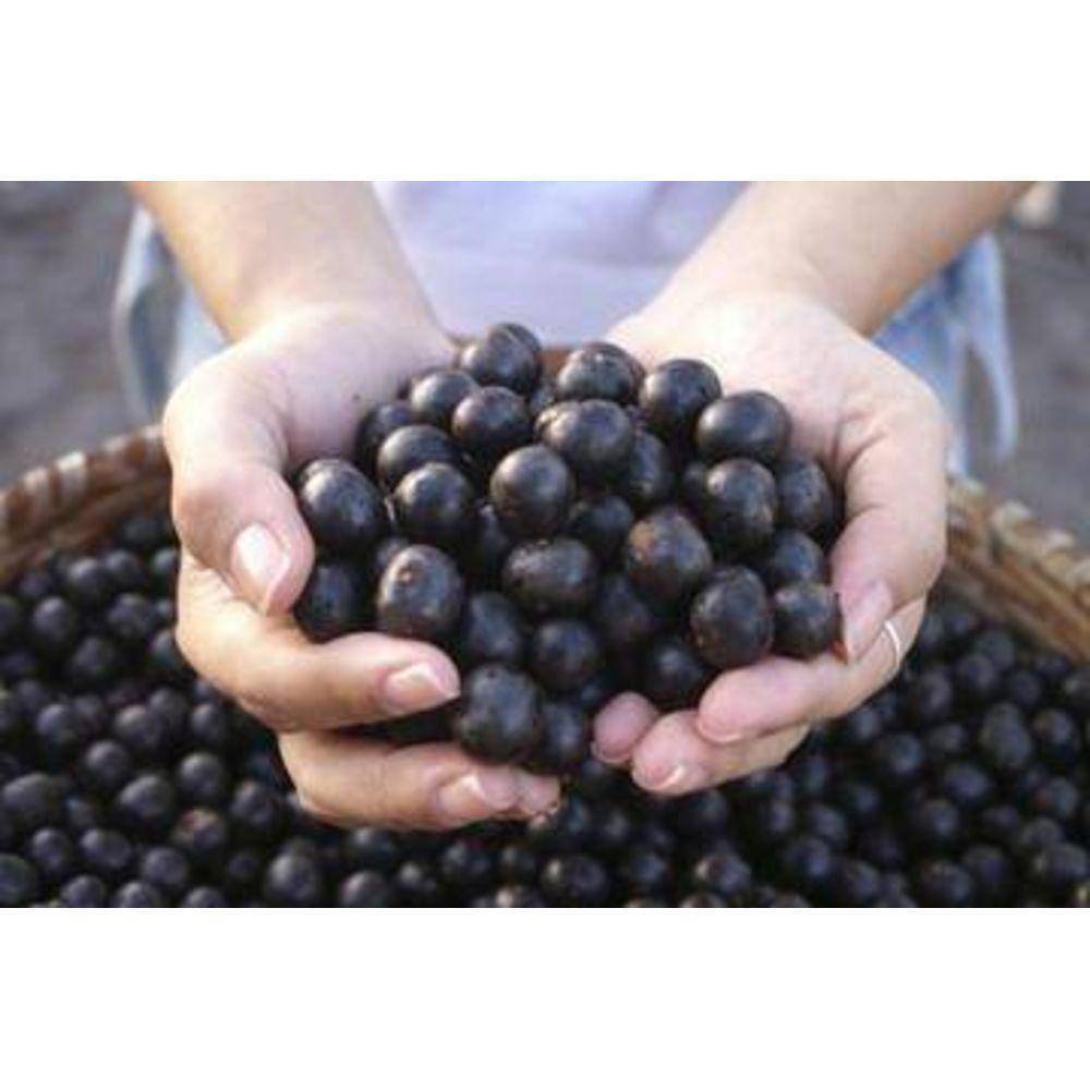 Acai Berry 10:1 Organic Extract Powder