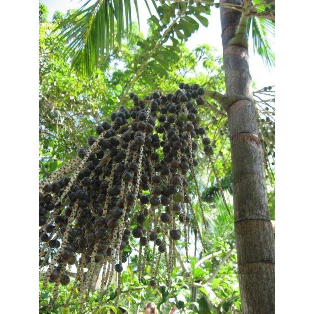 Acai Berry 10:1 Organic Extract Powder