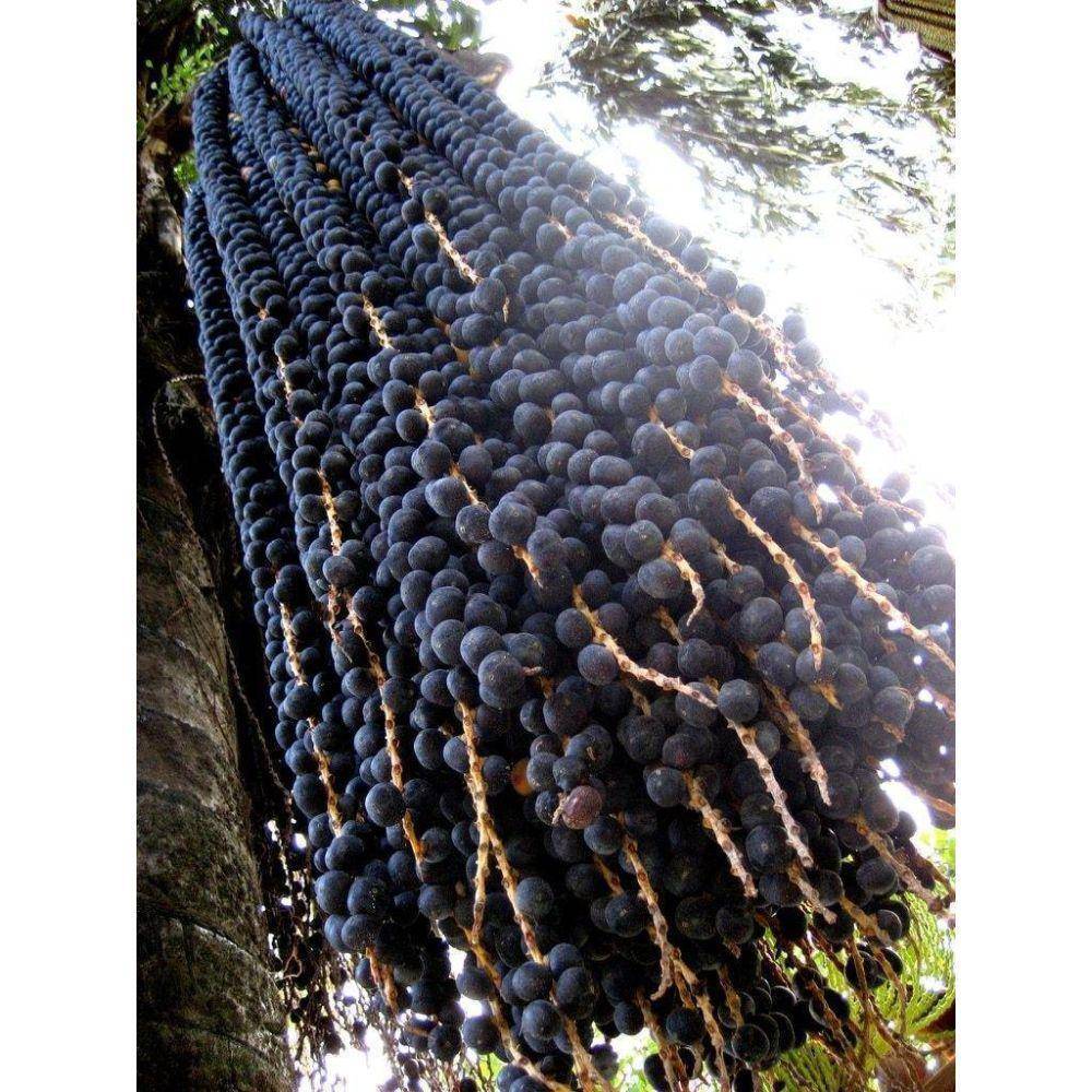 Acai Berry 10:1 Organic Extract Powder