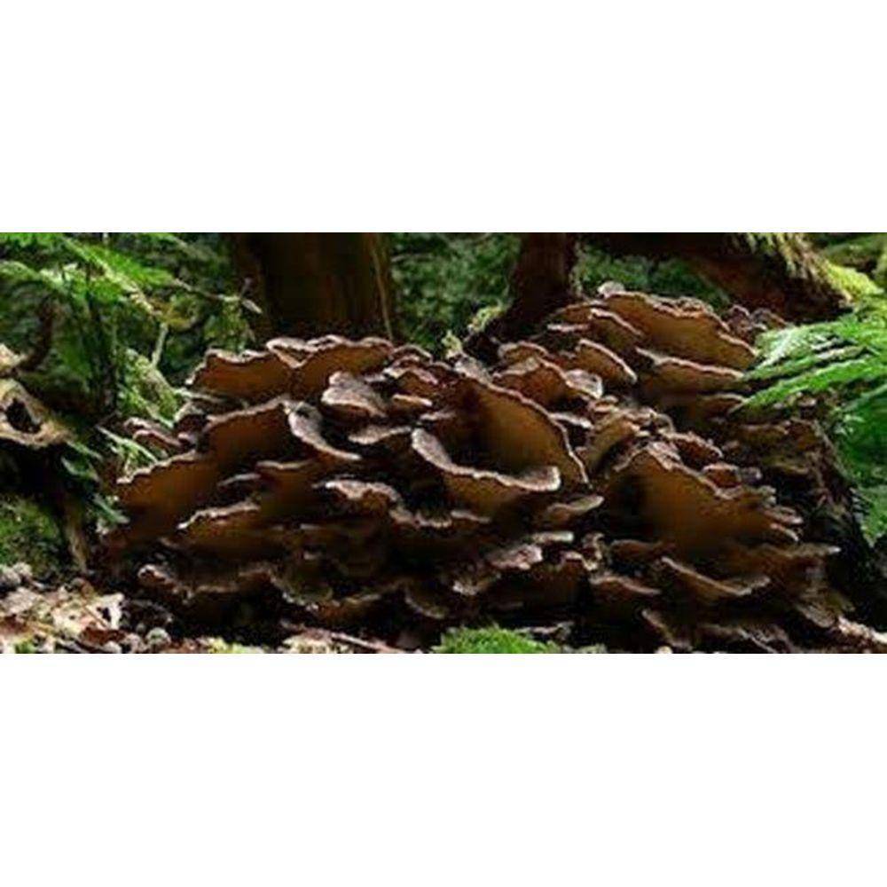 Maitake Mushroom 10:1 Extract Powder 100g