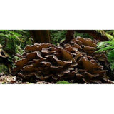 Maitake Mushroom 10:1 Extract Powder 100g