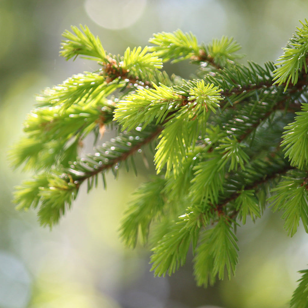 Kerkka Spruce Needle Sprout Powder