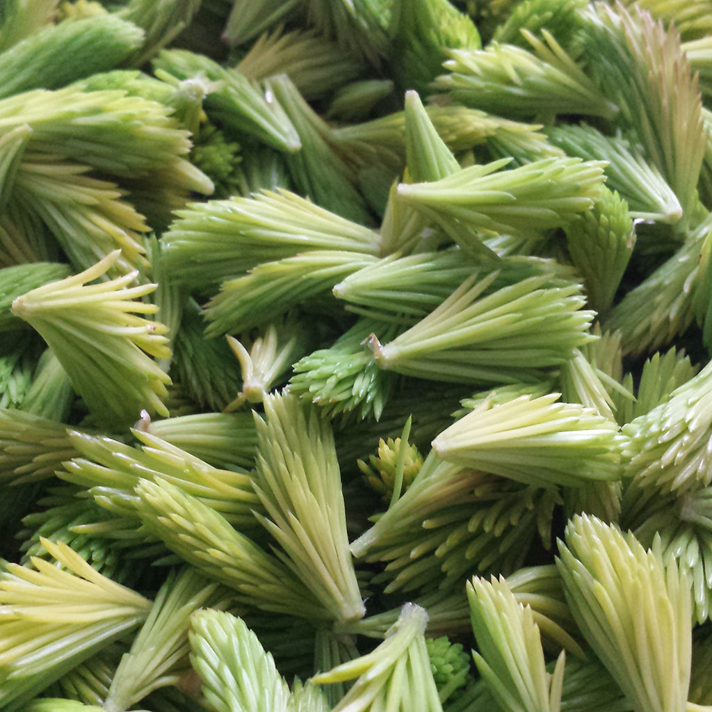 Kerkka Spruce Needle Sprout Powder
