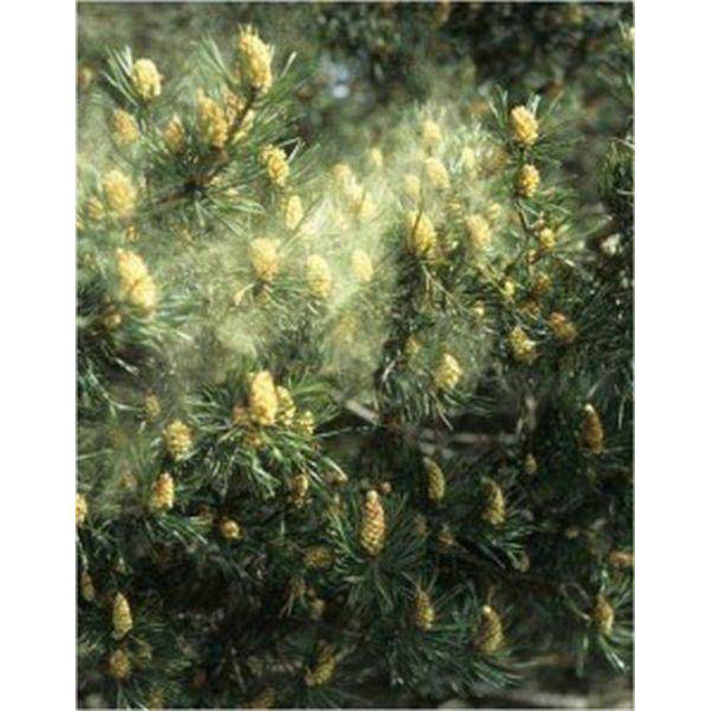 Pine Pollen Extract Powder 20:1 100 Capsules