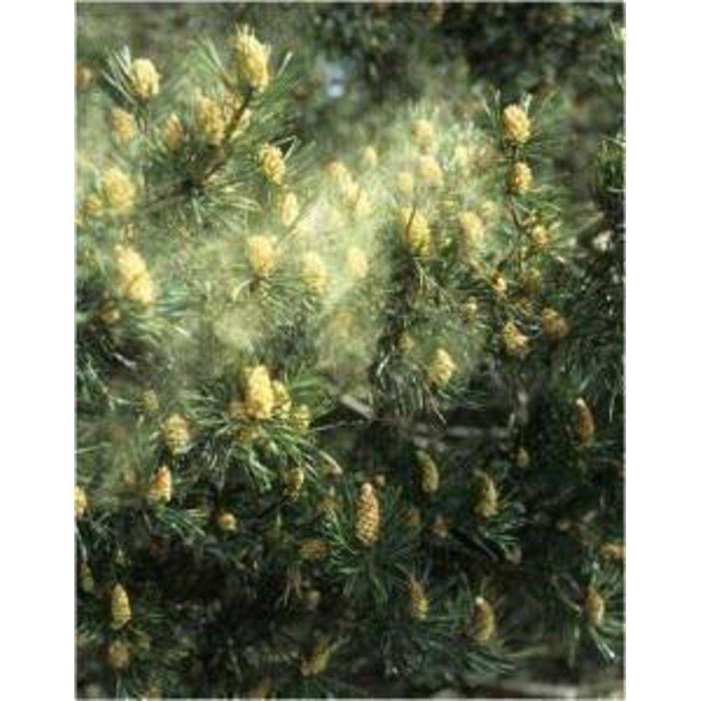 Pine Pollen Tincture