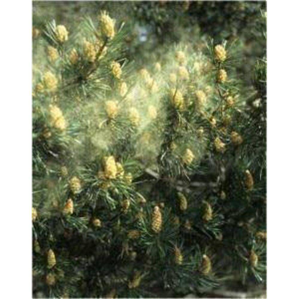 Pine Pollen Powder Cracked Cell Wall Capsules 