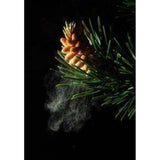 Pine Pollen Extract Powder 20:1