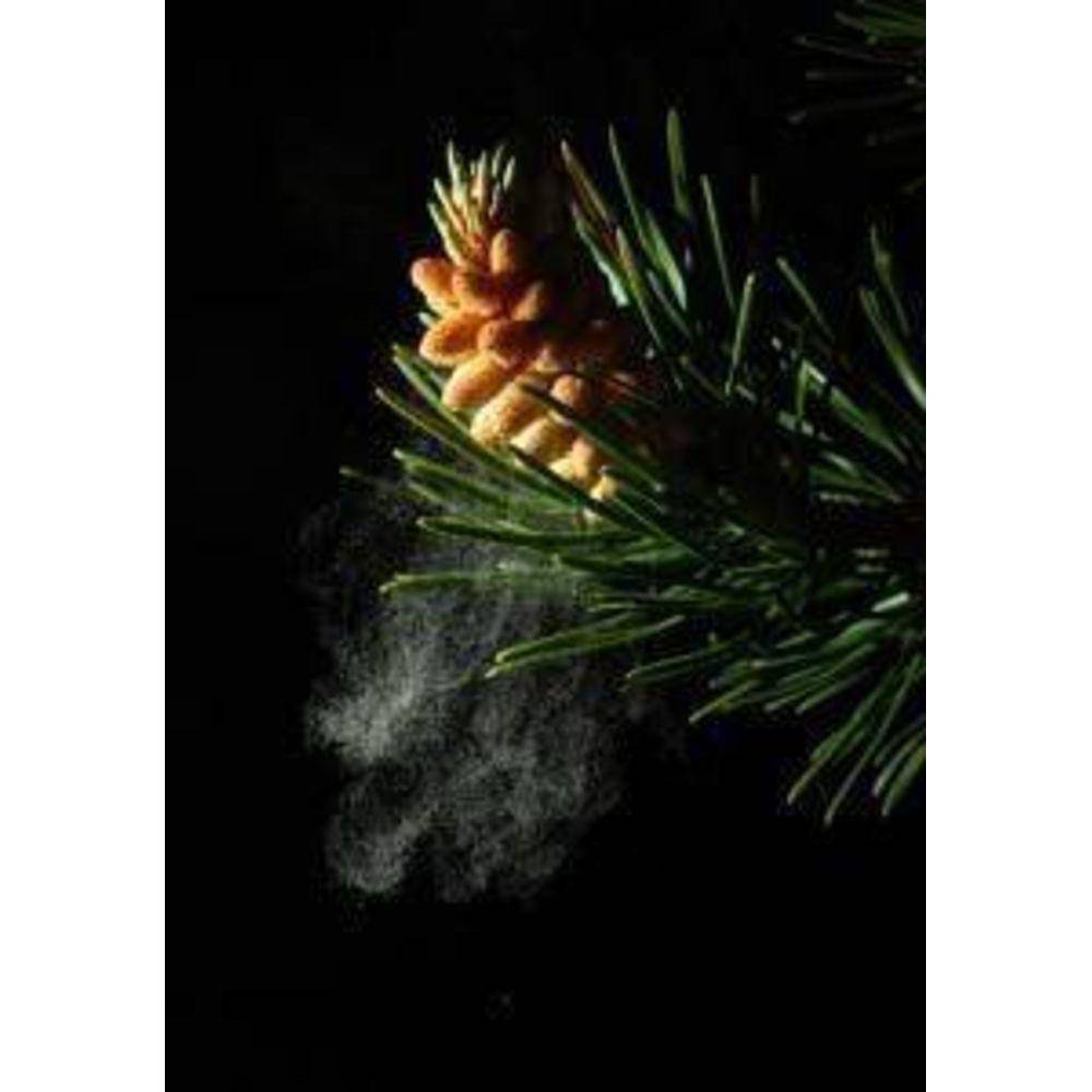 Pine Pollen Powder Cracked Cell Wall Capsules
