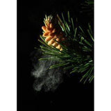 Pine Pollen Powder Cracked Cell Wall Capsules