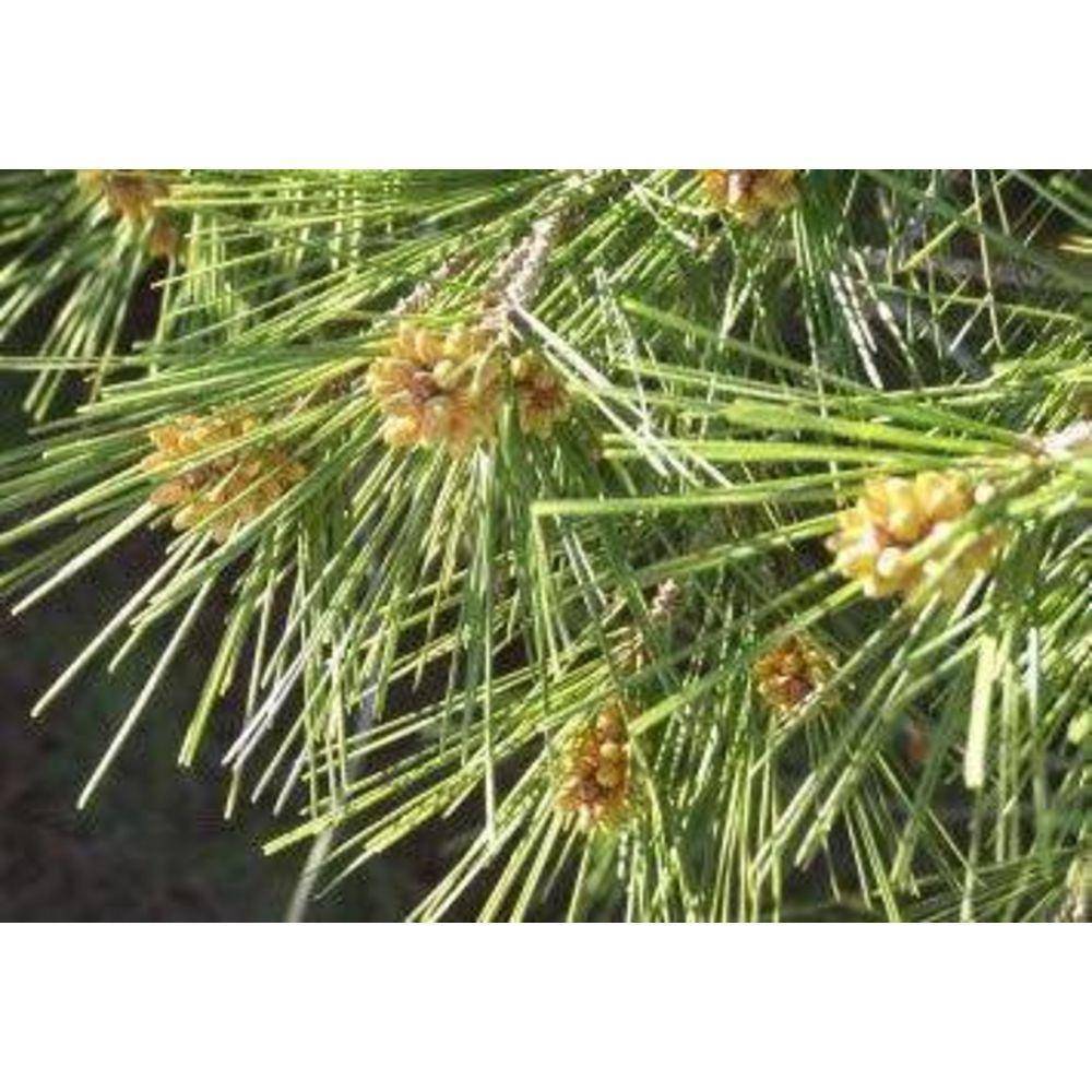 Pine Pollen Powder Cracked Cell Wall Capsules