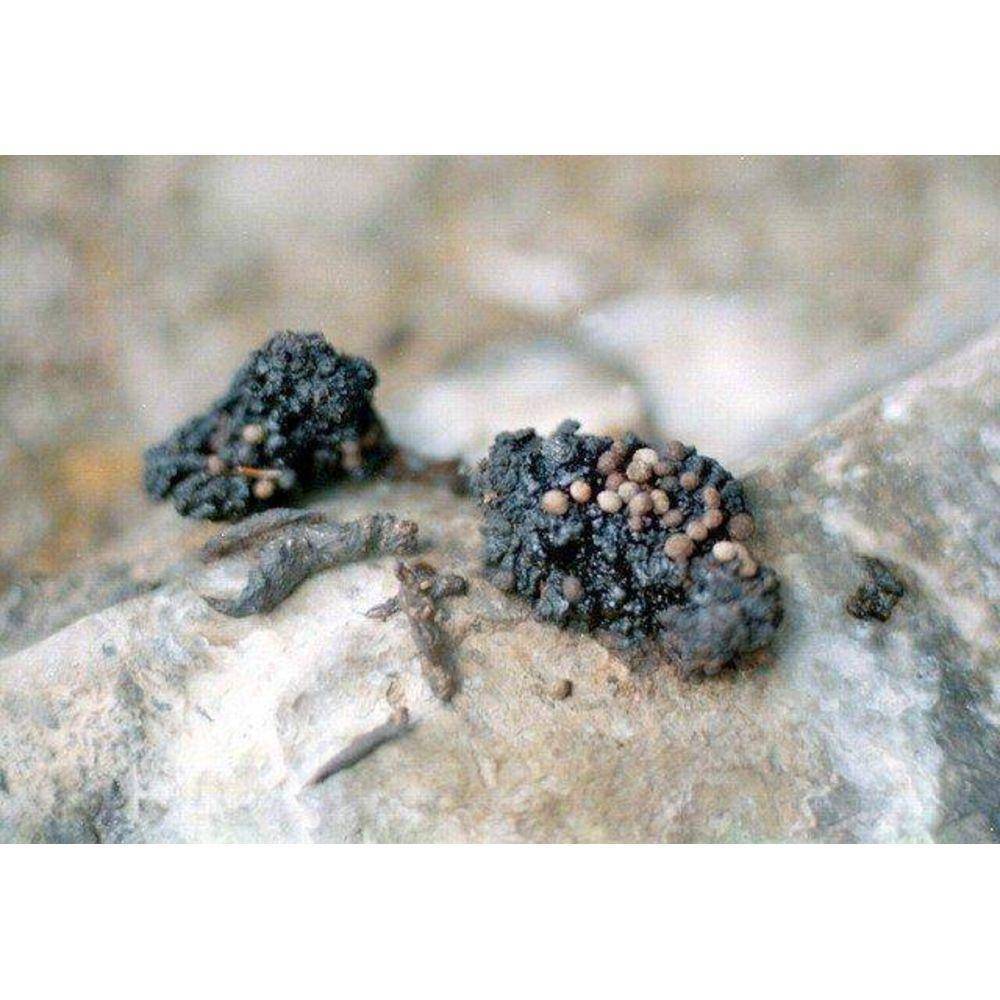 Shilajit Resin Oil