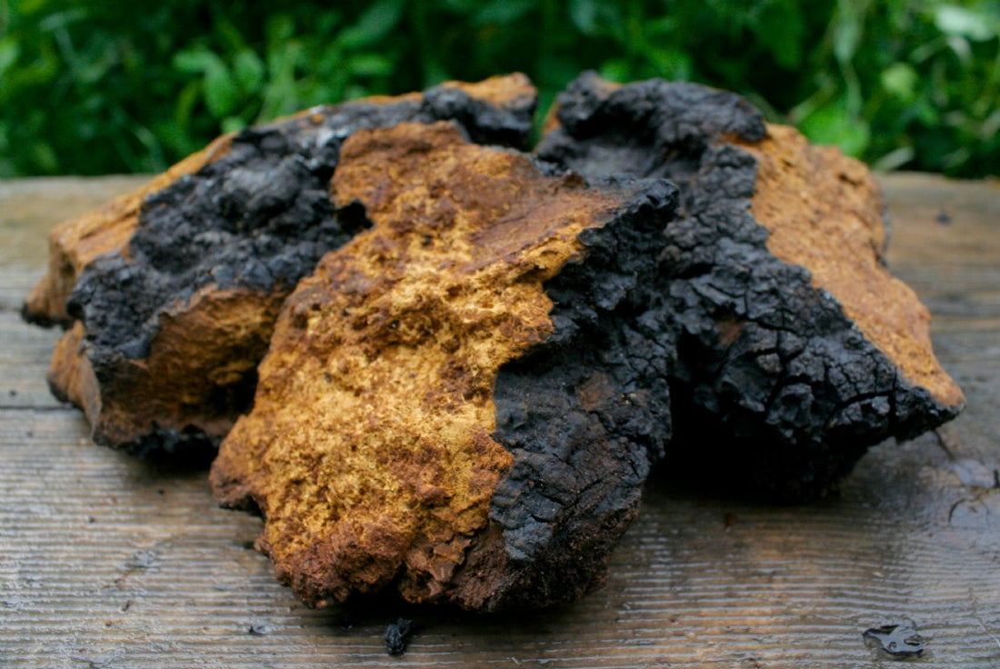 Chaga Extract - The worlds most bioavailable supplement?