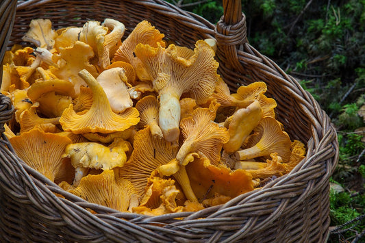 Incredible benefits of organic mushrooms