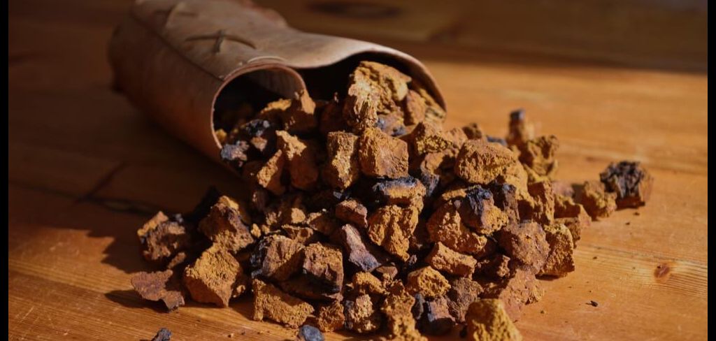 What Are The Health Benefits of Chaga Mushroom Extract