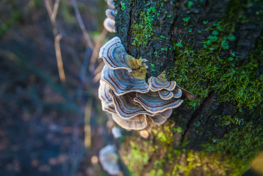 Here’s What You Need To Know About Turkey Tail Extract