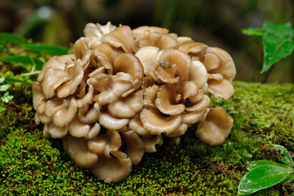 Important Facts You Should Know About Maitake Mushrooms